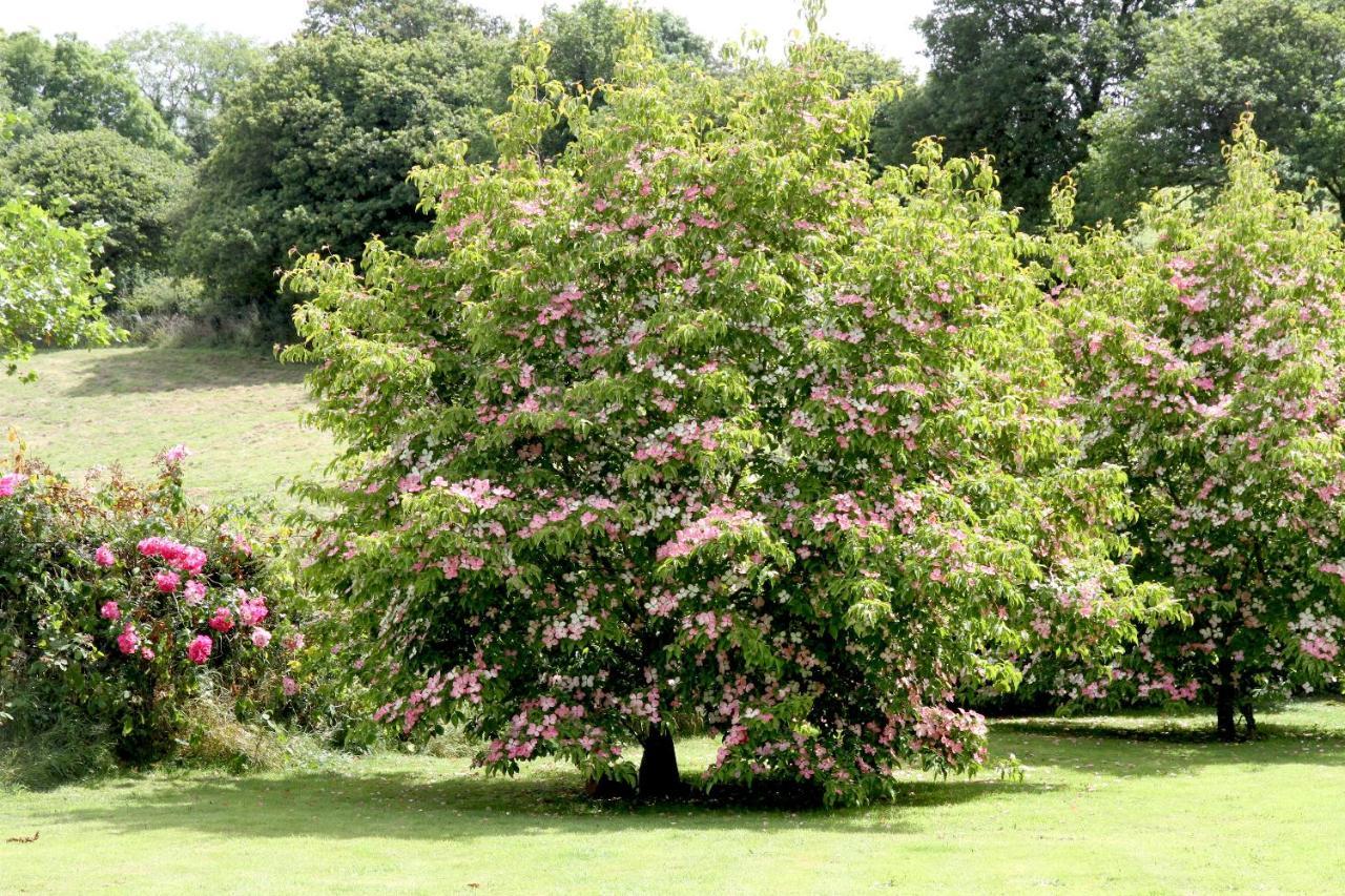 Devon Country Paradise Tavistock  Zewnętrze zdjęcie